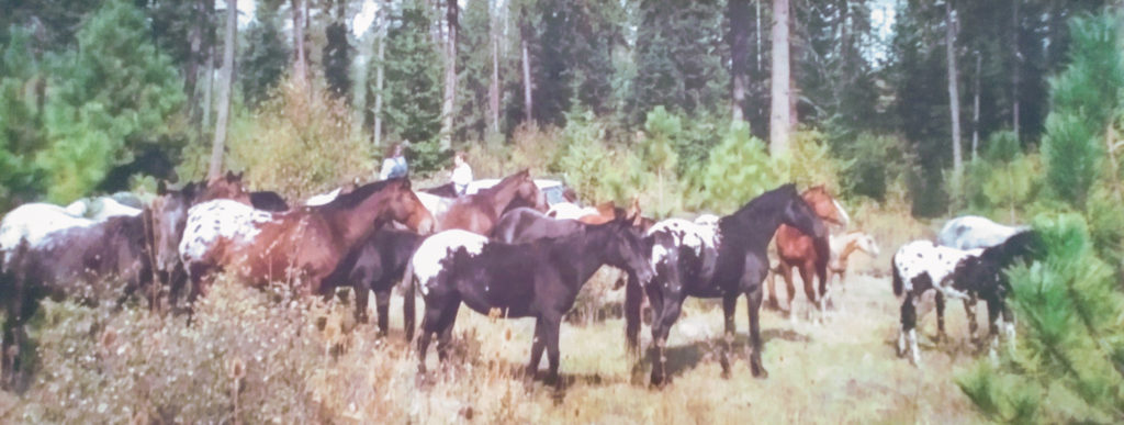 Appaloosa kudde in de Verenigde Staten